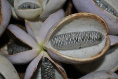 Chocolate Vine {Akebia quinata} ‘Purple Bouquet’ | Edible 5 seeds Free Shipping!