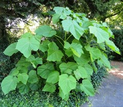 PRINCESS TREE Paulownia Tomentosa – 500 SEEDS. FREE S&H