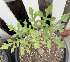 Adenia Volkensii tree