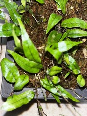 Microgramma sp. ‘hirsute blue’ Ecuador 4×6 Bonsai Pot Rare