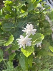 3 Years Old big Size Double Petals Jasmine Fragrant In 3 Gallons Pot 24 In Tall