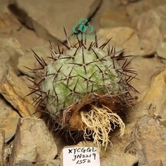 4.6cm RareCacti Plant Copiapoa columna-alba WYSIWYG SelfRooted Boutique Decor