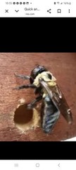 Set of 4 handmade carpenter bee traps 4 for 40 free shipping !!