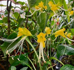 Eucrosia dodsonii -exceptionally nice, rare tropical flowering bulb from Ecuador
