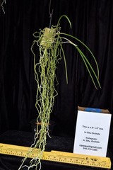 Orchid Species Brassavola cucullata ( Nice Large Plant )