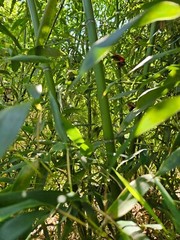 Madake Bamboo Rhizomes 1–12 Pack (Phyllostachys bambusoides) • Fast-Growing