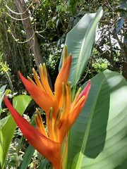 2X Orange Tropical Heliconia Rhizomes w/ 10 in stock, Exotic with bright Blooms!