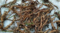 Hop Rhizomes – Cascade, Columbus, Glacier, Nugget, Chinook, Mt. Hood and more