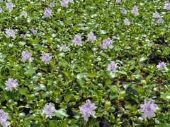 20 Water Hyacinth Pond Plant Floating Live READ DESCRIPTION
