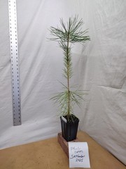 Japanese Black Pine 1 year old tree in nursery pot. Pinus thunbergii. Thunbergia