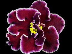 African Violet Plant LE Oksana Starter Plant Standard