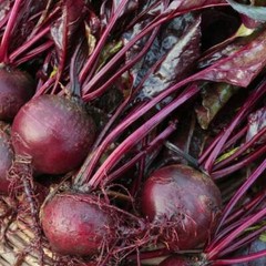 Bull’s Blood Beet Seeds, Deep Burgundy Greens, NON-GMO, Heirloom, FREEE SHIPPING