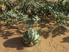 Citrullus colocynthis, Abu Jahls Melon – 10 Sementes