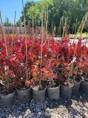 Fireglow Upright Red Japanese Maple – Live Plant – ( 2.5 QT )