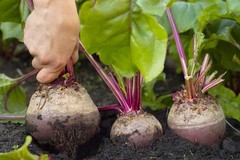 75 Giant Red BEET Mangelwurzel Mangel Mangold Wurzel Mammoth Long Beta Seeds