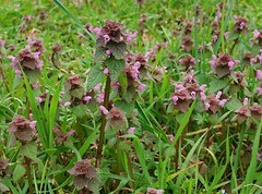 25 Organic Purple Dead-Nettle Seeds ~Lamium purpureum Archangel Free US Shipping