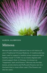 Dried Silk Mimosa Tree Fragarant Pink Flowers Tea Tincture Albizia Julibrissin