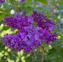 Congo Lilac~Syringa Vulgaris~Small Well Rooted STARTER Plant~4-8” Tall