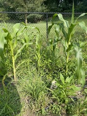 Honey Select Triple Sweet Corn Seeds | AAS Winner Untreated Yellow SY Seed 2023