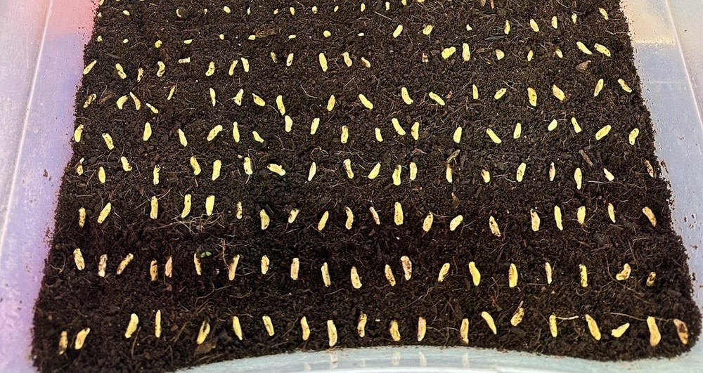 10+ Kaffir Lime Seeds Harvested 9/2025 Always Fresh And New Seeds มะกรูด