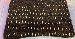 10+ Kaffir Lime Seeds Harvested 9/2025 Always Fresh And New Seeds มะกรูด
