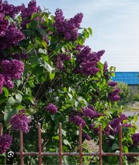 Congo Lilac~Syringa Vulgaris~Small Well Rooted STARTER Plant~4-8” Tall