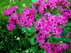 Pink None-So-Pretty Seed, Catch Fly Seeds, Heirloom Flower, Non-Gmo Annual 100ct
