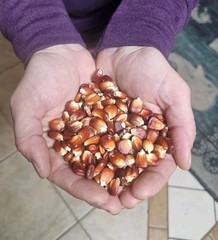 Nayarit Jala Rojo Corn Seeds (50) / Mexican Heirloom / Super Rare