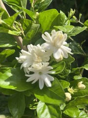 3 Years Old big Size Double Petals Jasmine Fragrant In 3 Gallons Pot 24 In Tall