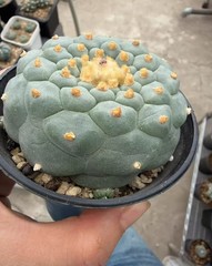 8cm RareSucculent Plant LF Cactus OwnRoot WYSIWYG Boutique Garden