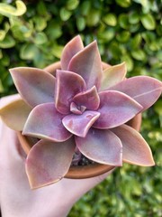 Rare Pink Succulent Graptoveria Dusty Easy Care Bare Root Live Plant 1-Head 2″