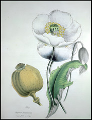 660 After Midnight Poppy Seeds – P. Somniferum –Dark Purple Breadseed Variety