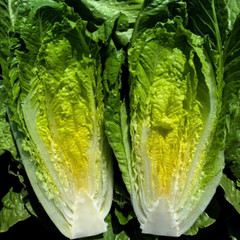 Fresh Crisp Giant Caesar Romaine Lettuce Seeds| Heirloom Non-GMO | Vegetables