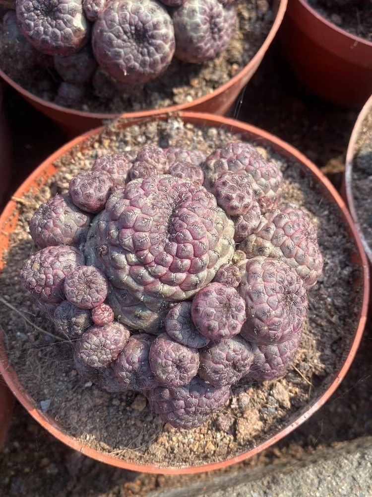 Multi Heads Rebutia rauschii Zecher Succulent Plant Garden Décor Boutique 6-8CM