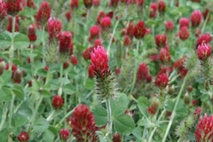 Crimson Clover Cover Crop Seeds For Planting – NON-GMO – Heirloom – Inoculated