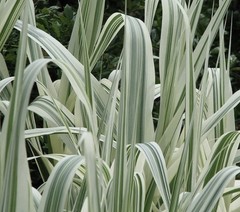 Arundo Donax Variegated Reed Like Bamboo Plant – 5 Rhizomes Free Shipping