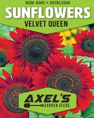 Sunflower Seeds- Vibrant Red Velvet Queen, Heirloom, Free Shipping!