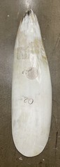 ANKOLE CATTLE LONG NARROW LIGHT COLOR NATURAL HORN BOWL 19” X 5” UGANDA