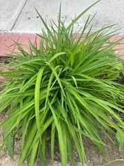 STELLA DAYLILIES – Golden Yellow – 10 PLUMPs – Bare root plants