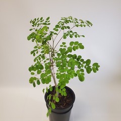 Moringa Oleifera Tree of Life Live Plant 3ft+- Save 6 Months of Growing Time
