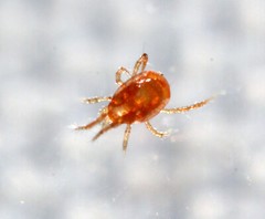 NaturesGoodGuys 25,000 Phytoseiulus Persimilis Predatory Spider Mites Control