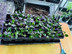40+ Kaffir Lime Seeds Harvested 9/2025 Always Fresh And New Seeds มะกรูด