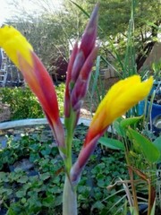 Striped Beauty Yellow Canna Lily & King Humbert Canna Pond Plant Bog Marginal