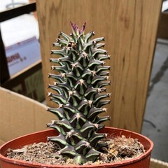 8CM Succulent Cactus Plant Euphorbia Guentheri Euphorbiaceae Home Garden Plant