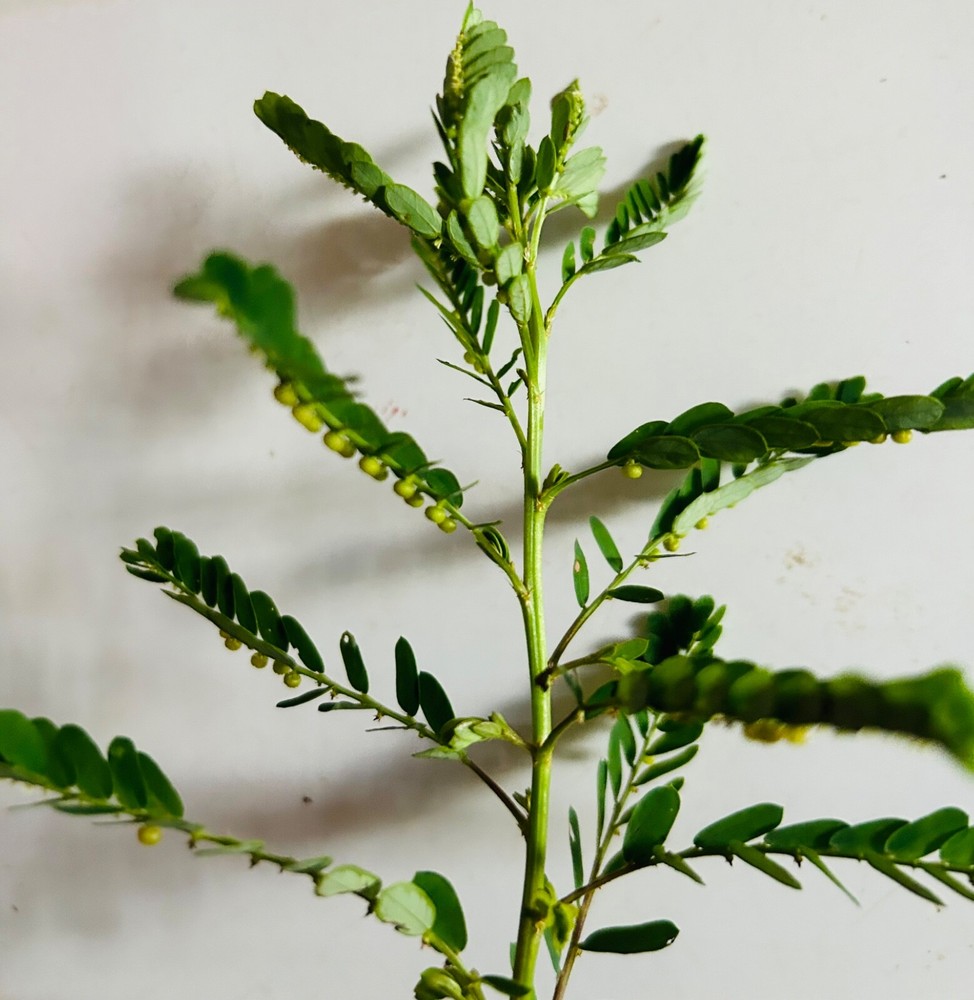 30+PCS Organic Stone Breaker Phyllanthus niruri Chanca Piedra Seeds,herb
