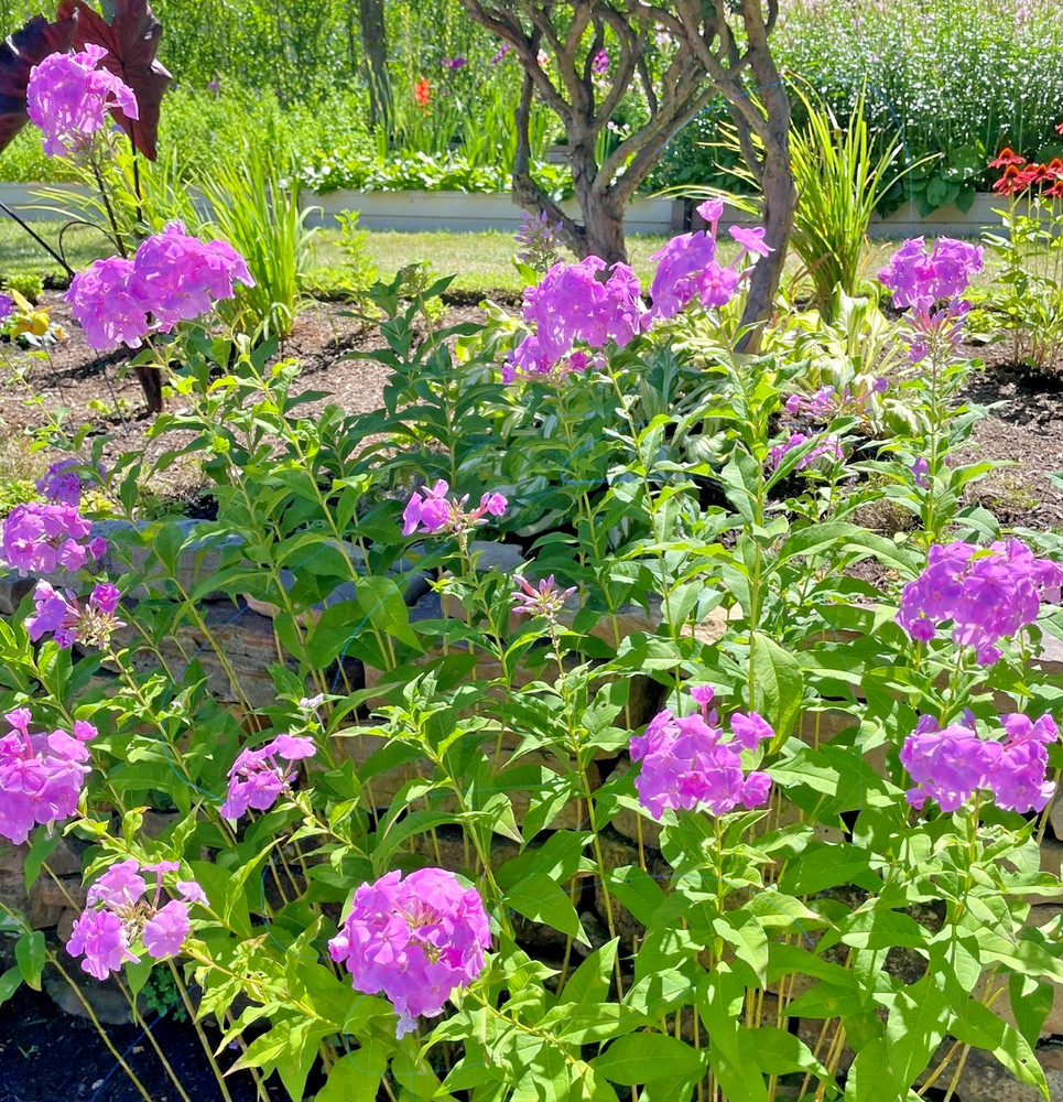 5 Pink Tall Phlox – Perennial Bare Root Live Garden Plant 4 Years Old Plant