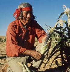 35 Organic Blue Hopi Corn Seed Non-GMO Heirloom- With Bonus!