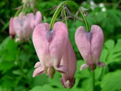 FRINGED BLEEDING HEART~DICENTRA FORMOSA~LIVE PLANTS~BARE ROOTS~FLOWERS FOR SHADE
