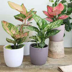 4.25 In. Aglaonema Assorted Houseplants (4-Pack)