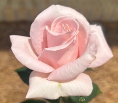 20 EXOTIC RARE ROSE SEEDS home garden flower plant bush diy sun Rosas hybrid tea